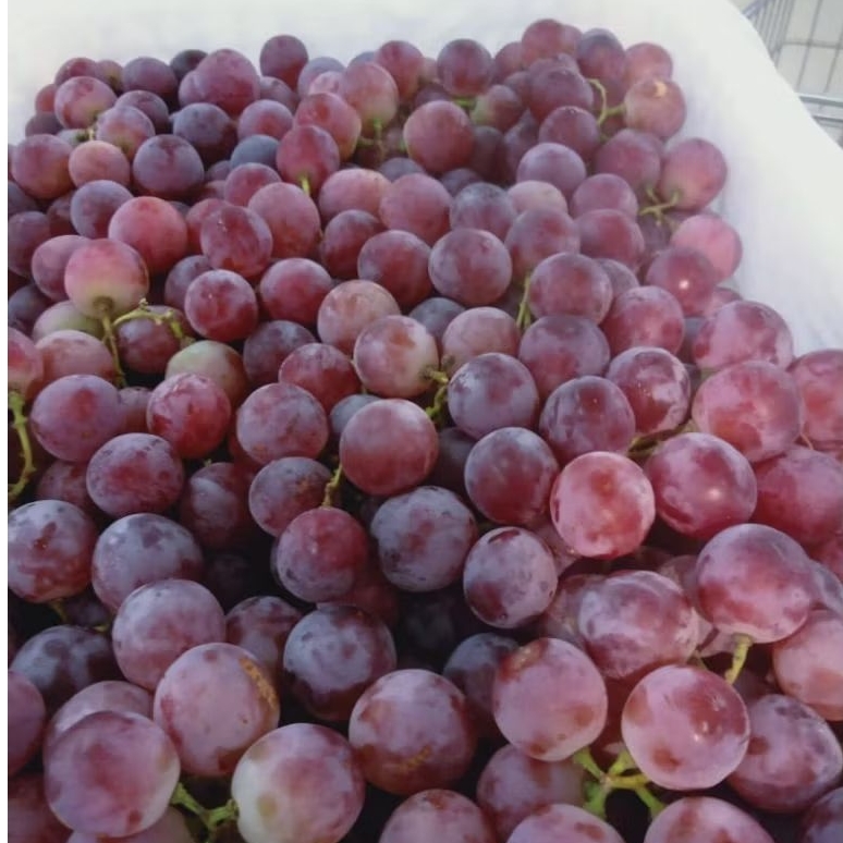 

Anggur merah obral murah meriah manis segar