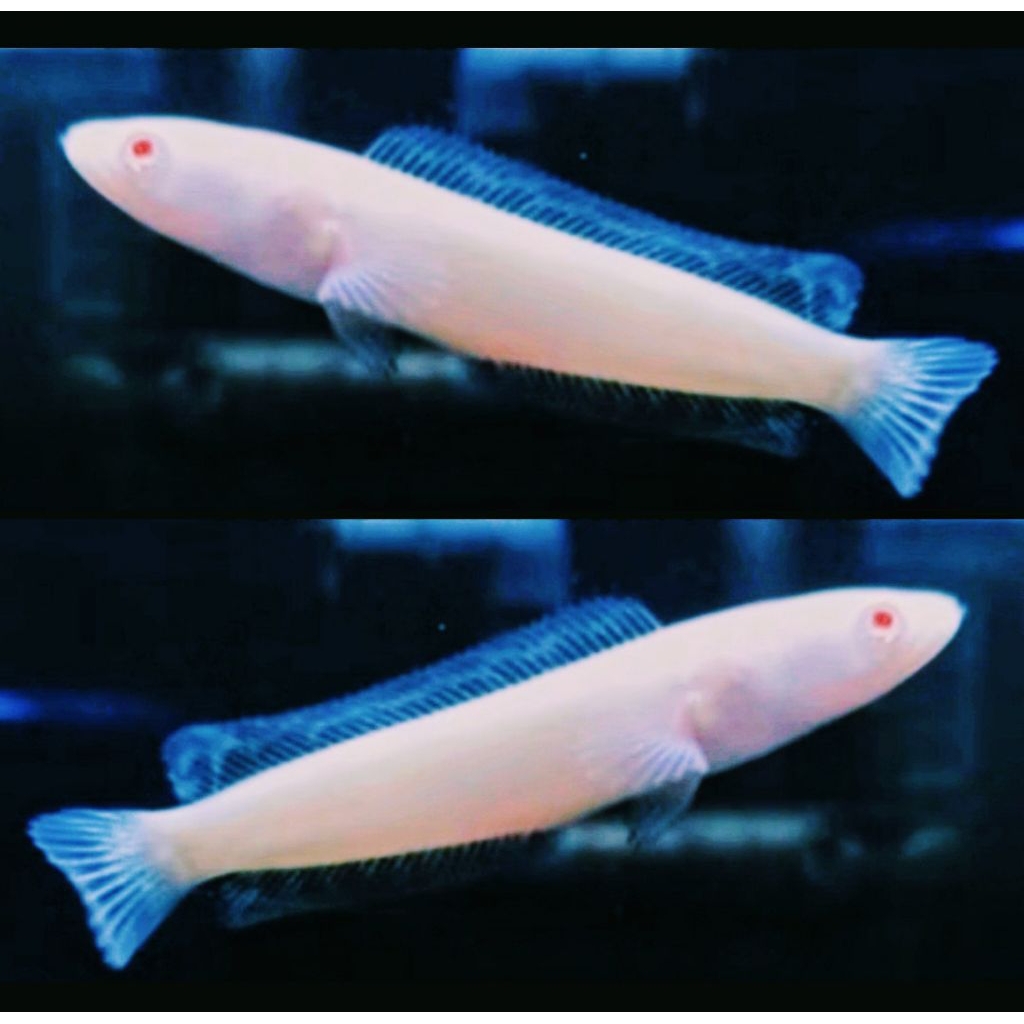 Garansi 100% Se Indonesia raya Striata albino 10-12 cm Mata Merah ekor Lurus