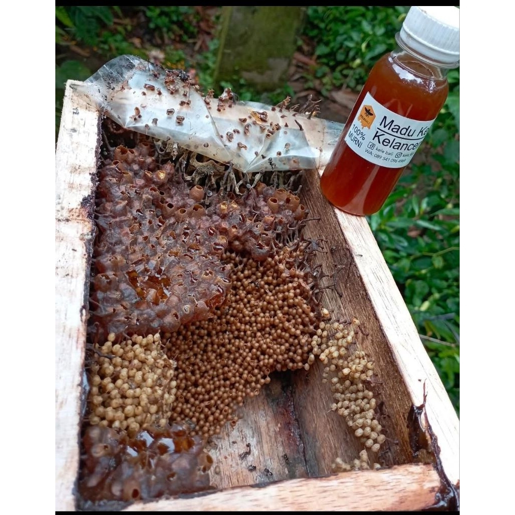 

madu kele/klanceng/asli hutan(isi15)
