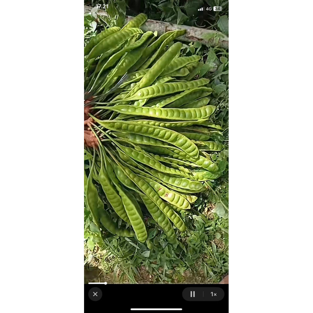 

Pete Lokal terlaris di market