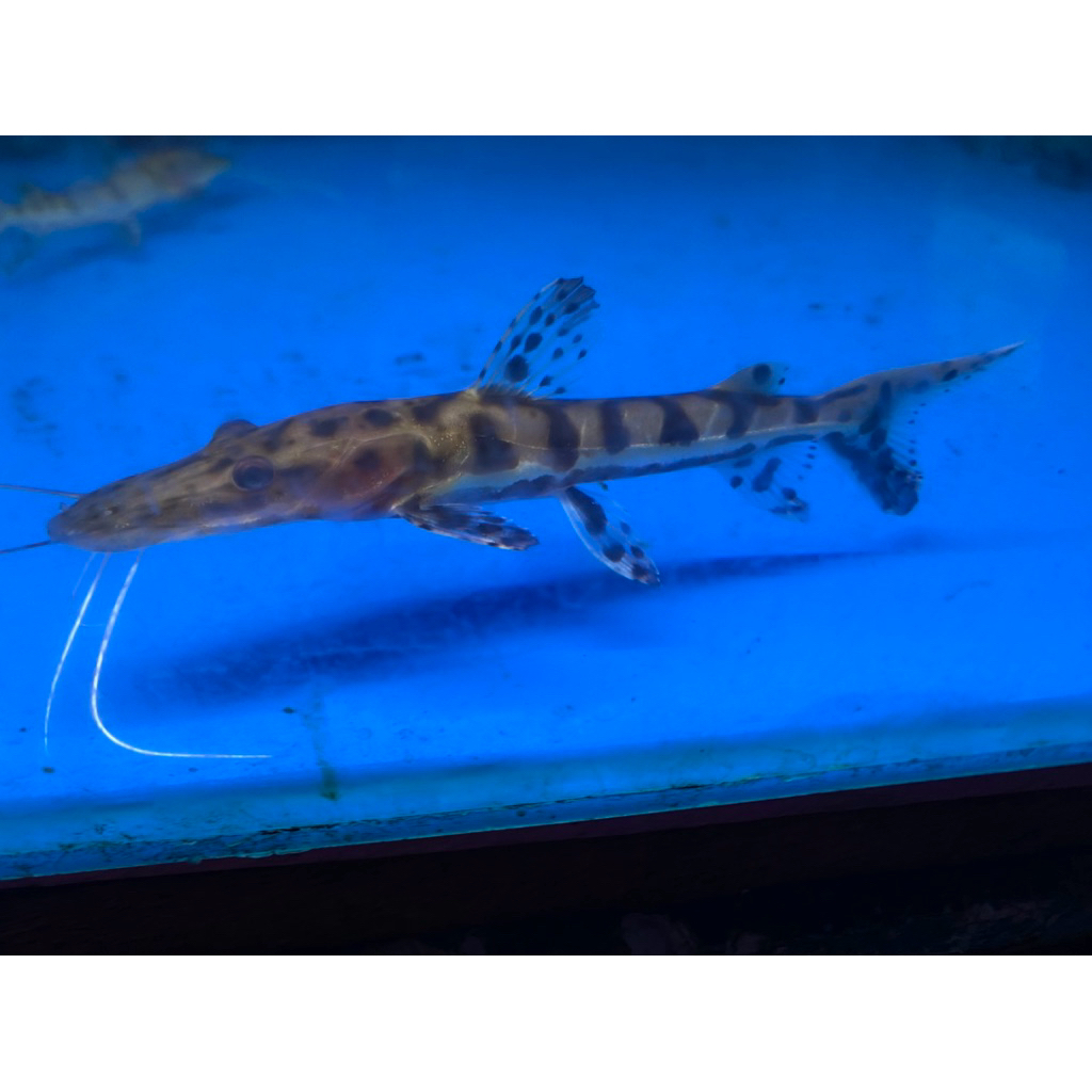 TSN Catfish ukuran 12-14 cm.