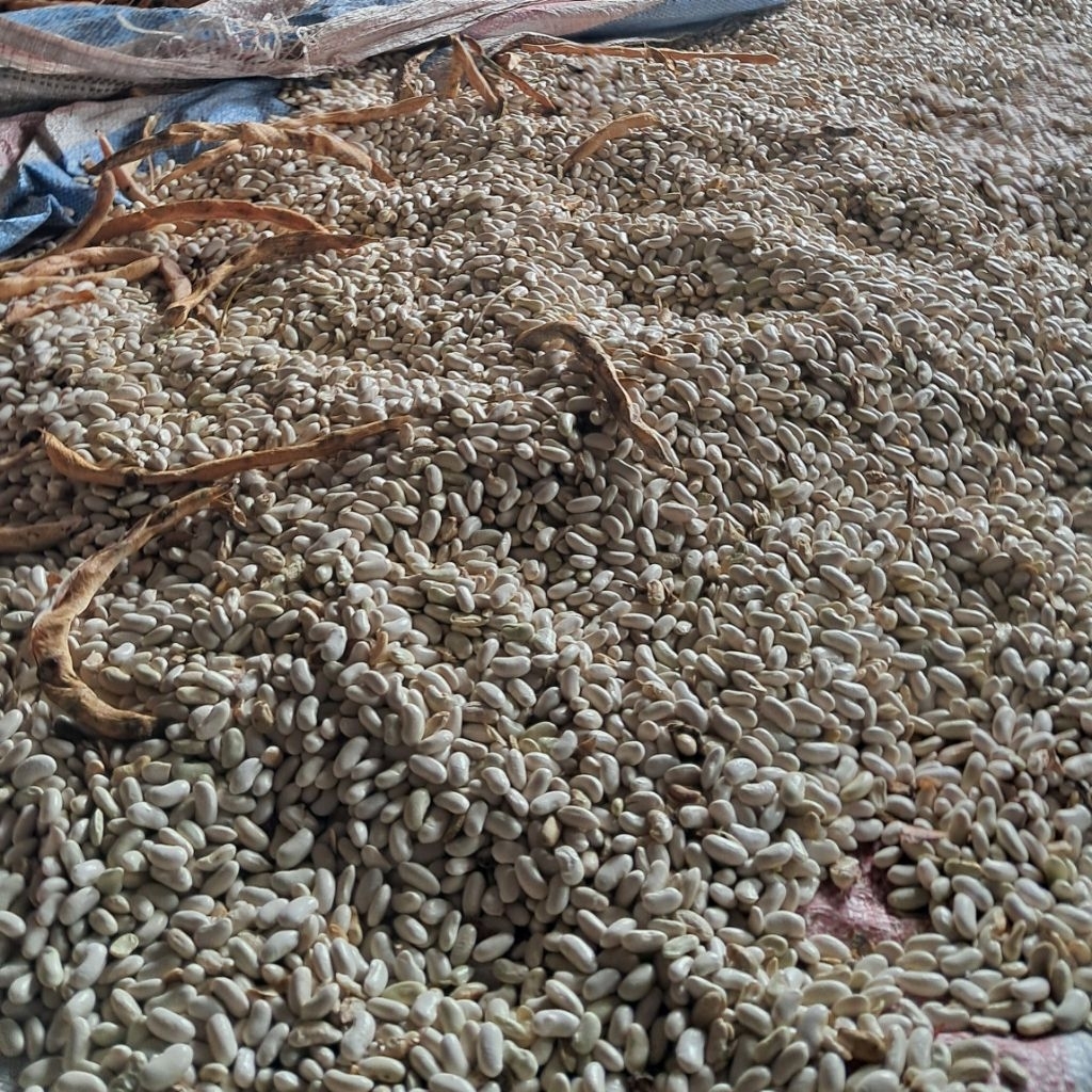 Bibit Buncis Logawa 1 KG