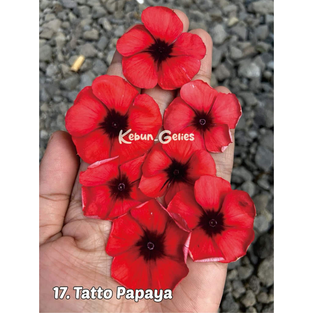 BENIH BUNGA VINCA ID TATTO PAPAYA