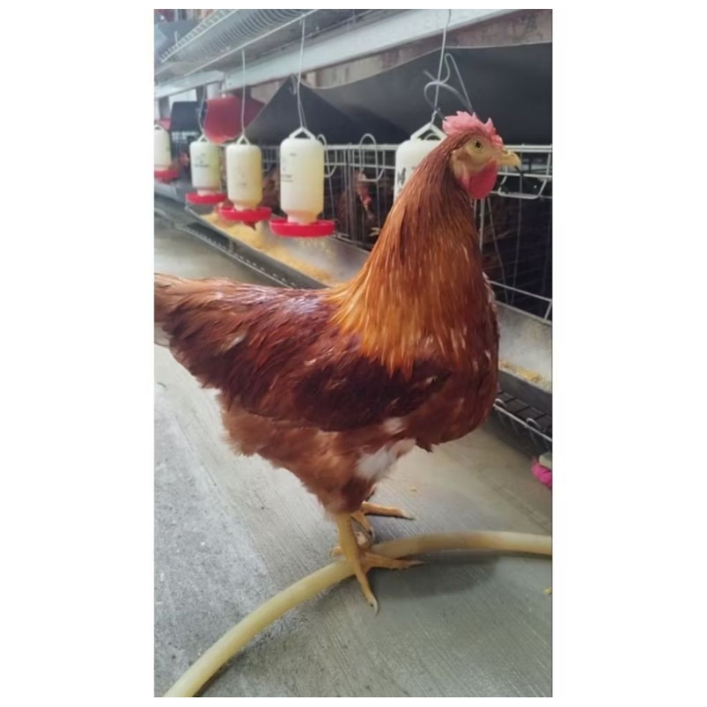 ayam petelur jago pejantan