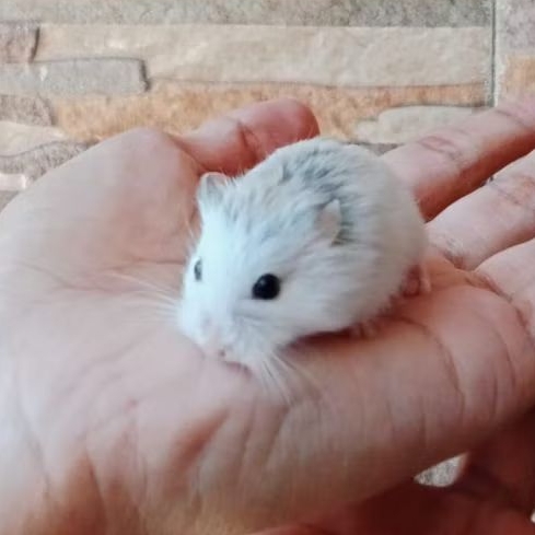 hamster roborovski