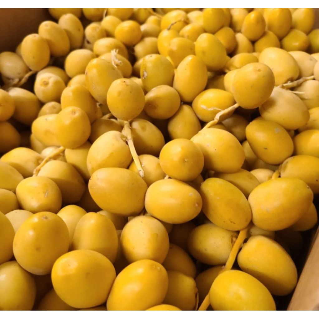 

KURMA MUDA KUNING KEMASAN 500 GRAM/KURMA MUDA KUNING