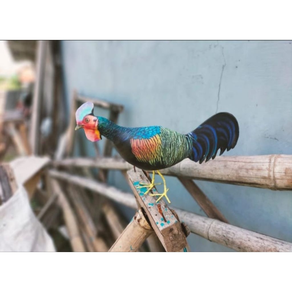 JONTROT AYAM HUTAN IJO (CEWEHWER) PEJANTAN