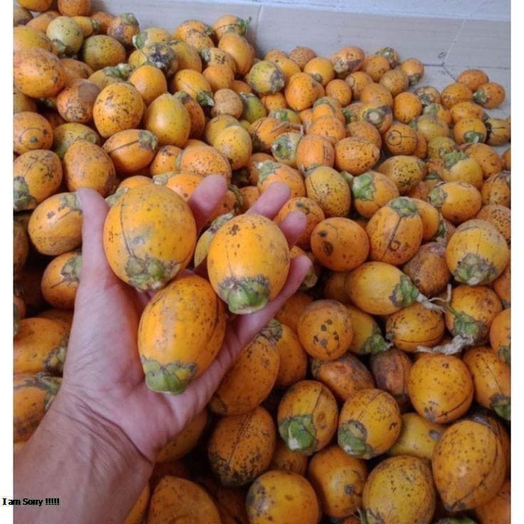 

PAKET MURAH buah pinang tua segar 1 kg / jambe tua fresh