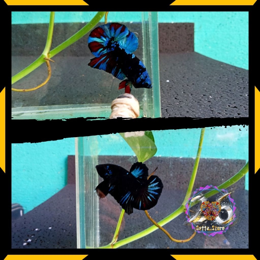 Avatar plakat/blackseries/cupang avatar/cupang blackgalaxy