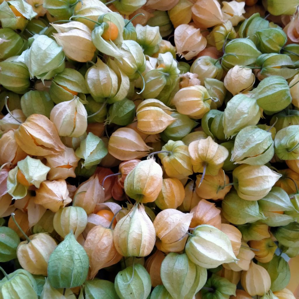 

Buah Ciplukan segar 100Gram