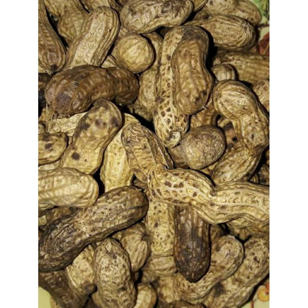 

kacang tanah kulit 1 kg + gratis bonus