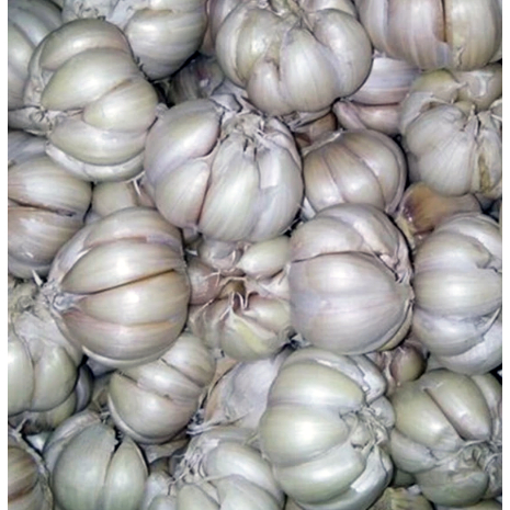 

Bawang Putih 1KG - Grosir Honan/Sinco Bersih