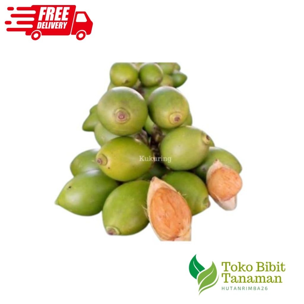 

BUAH JAMBE MUDA PINANG MUDA KUMECROT STAMINA HERBAL TRADISIONAL