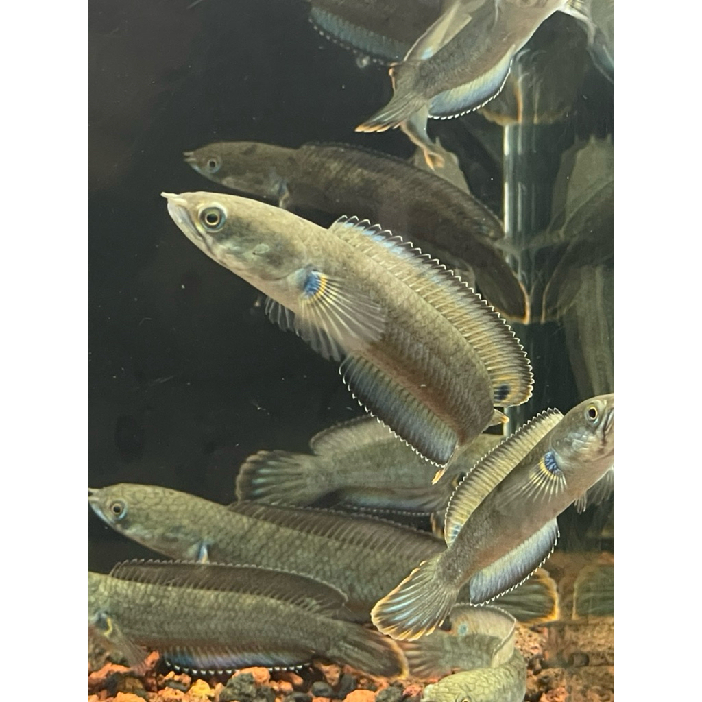 

KARDUS BLUE BENGAL - LV TT