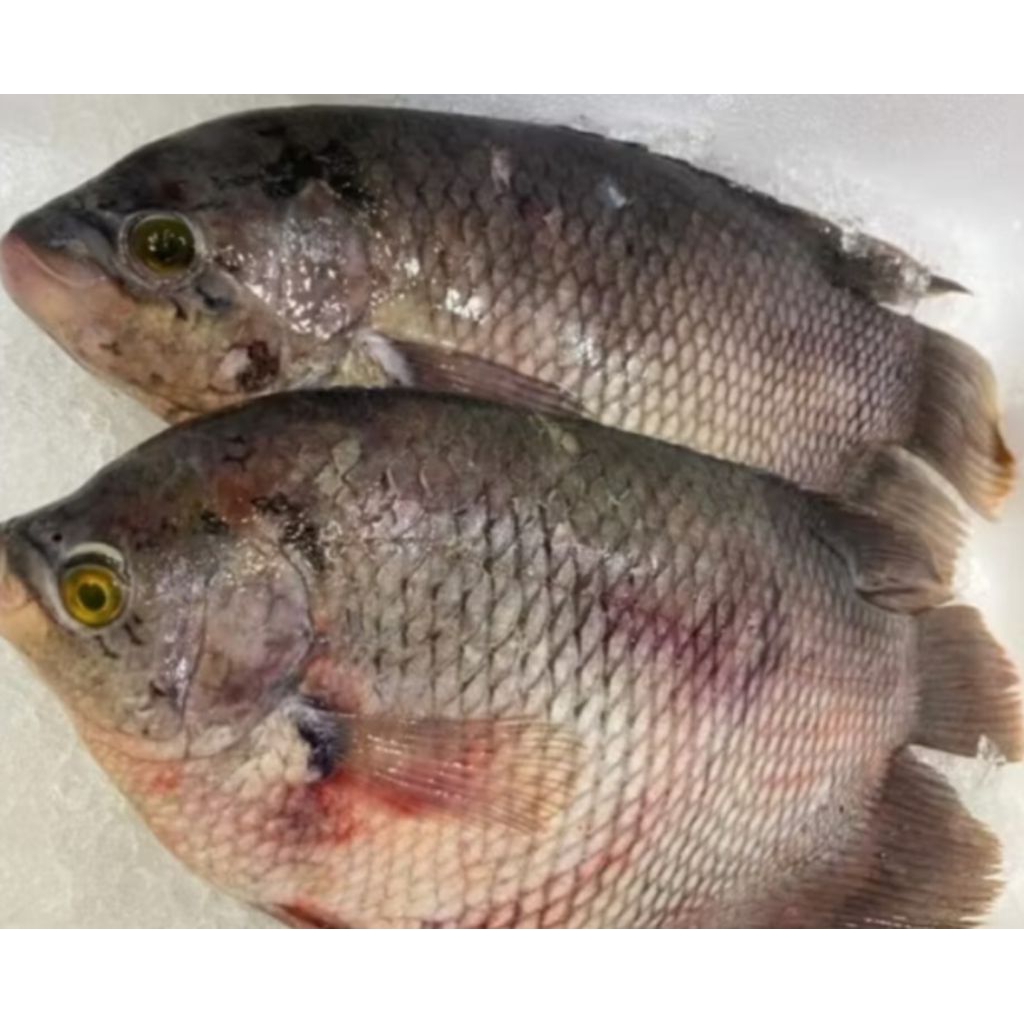 

IKAN GURAME SEGAR / IKAN GURAME MARINASI 1KG