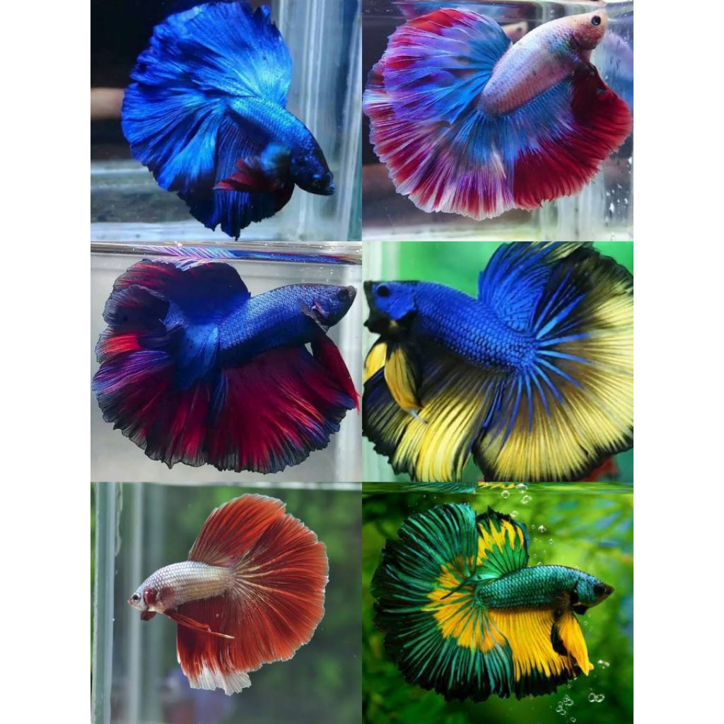 Cupang Halfmoon Slayer Harga Promo