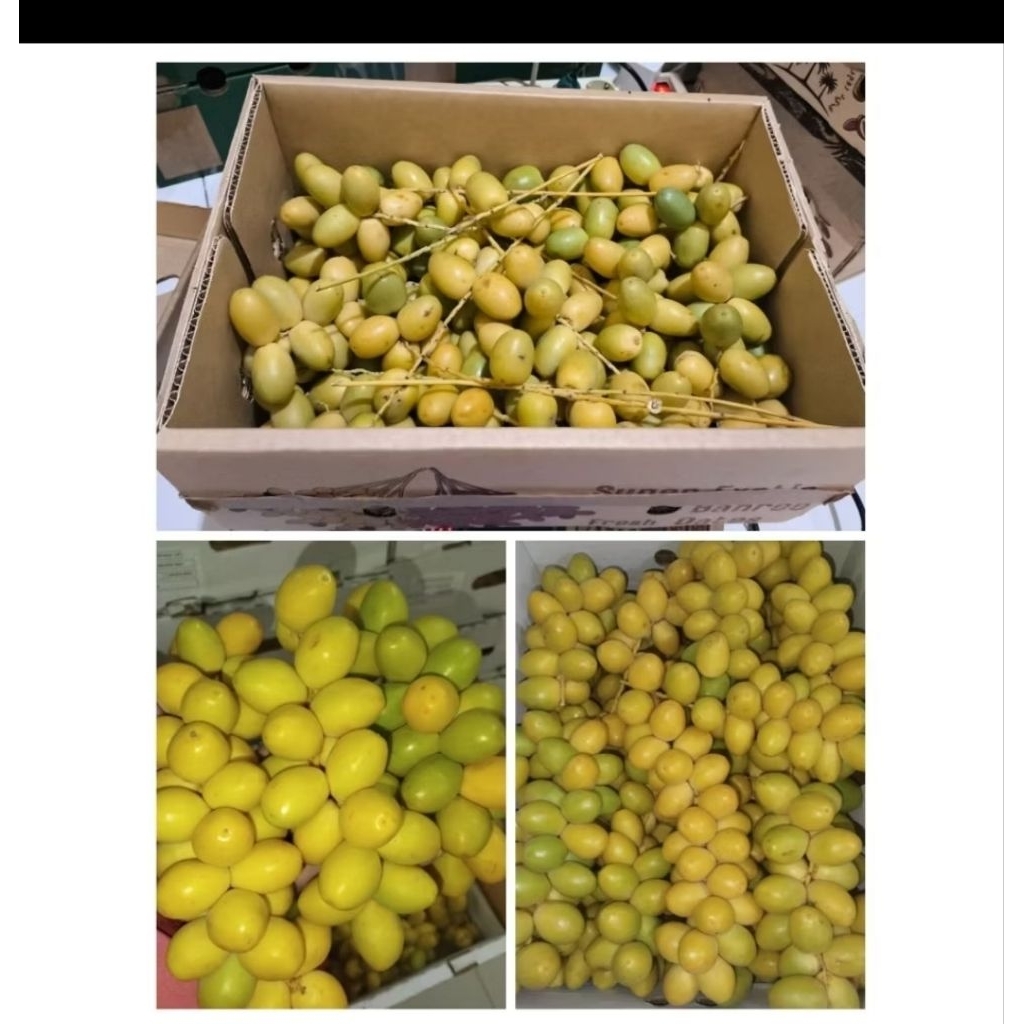 

KURMA MUDA BAHRI KURMA PROMIL 250/500 gr