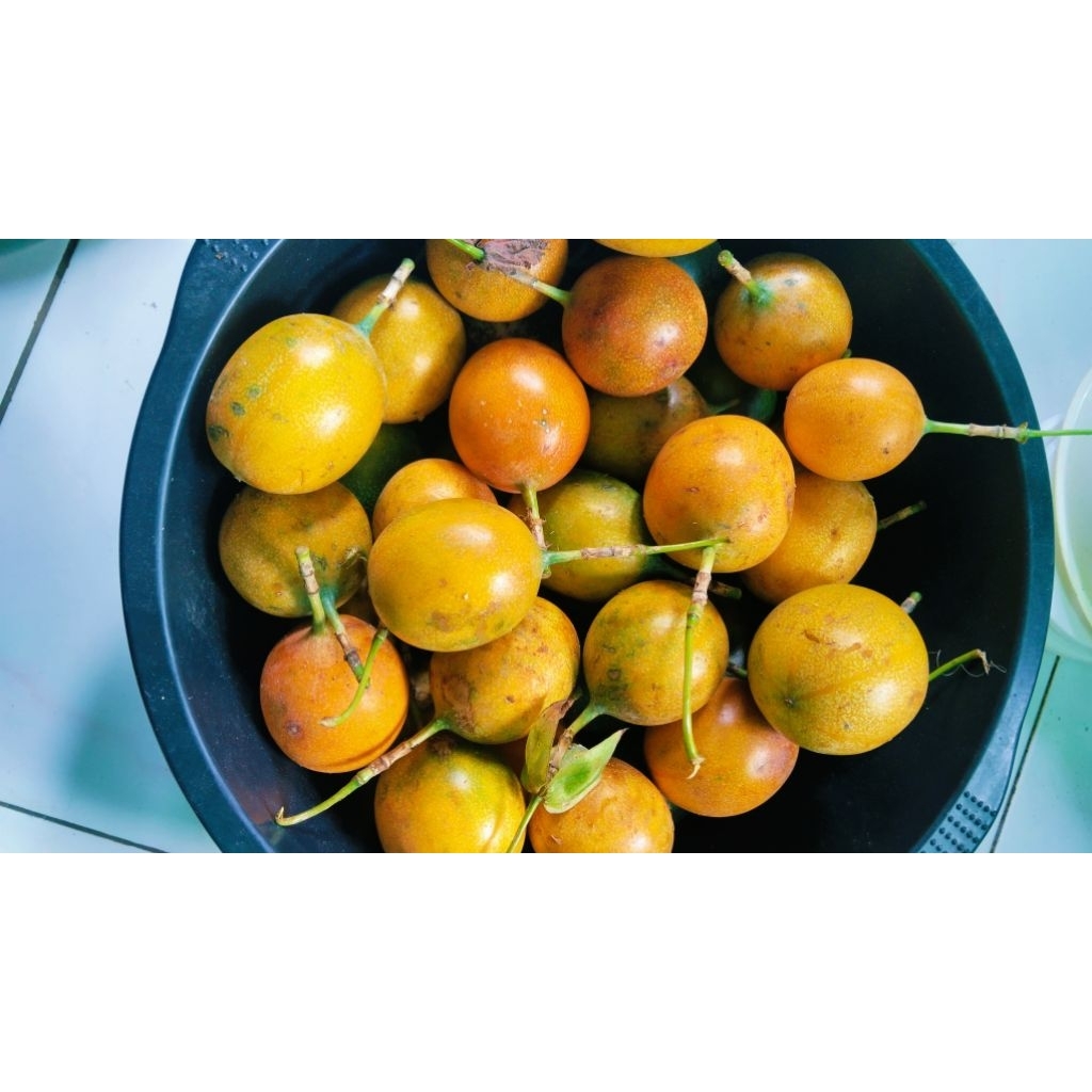 

Jual Markisa/Konyal Madu Paket Hemat 1 Kg