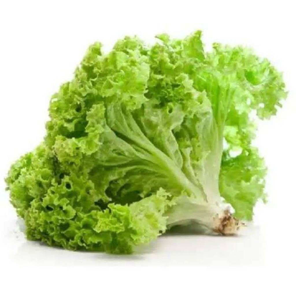 

Daun Selada Keriting Segar 250 gr (Sayuran Segar)