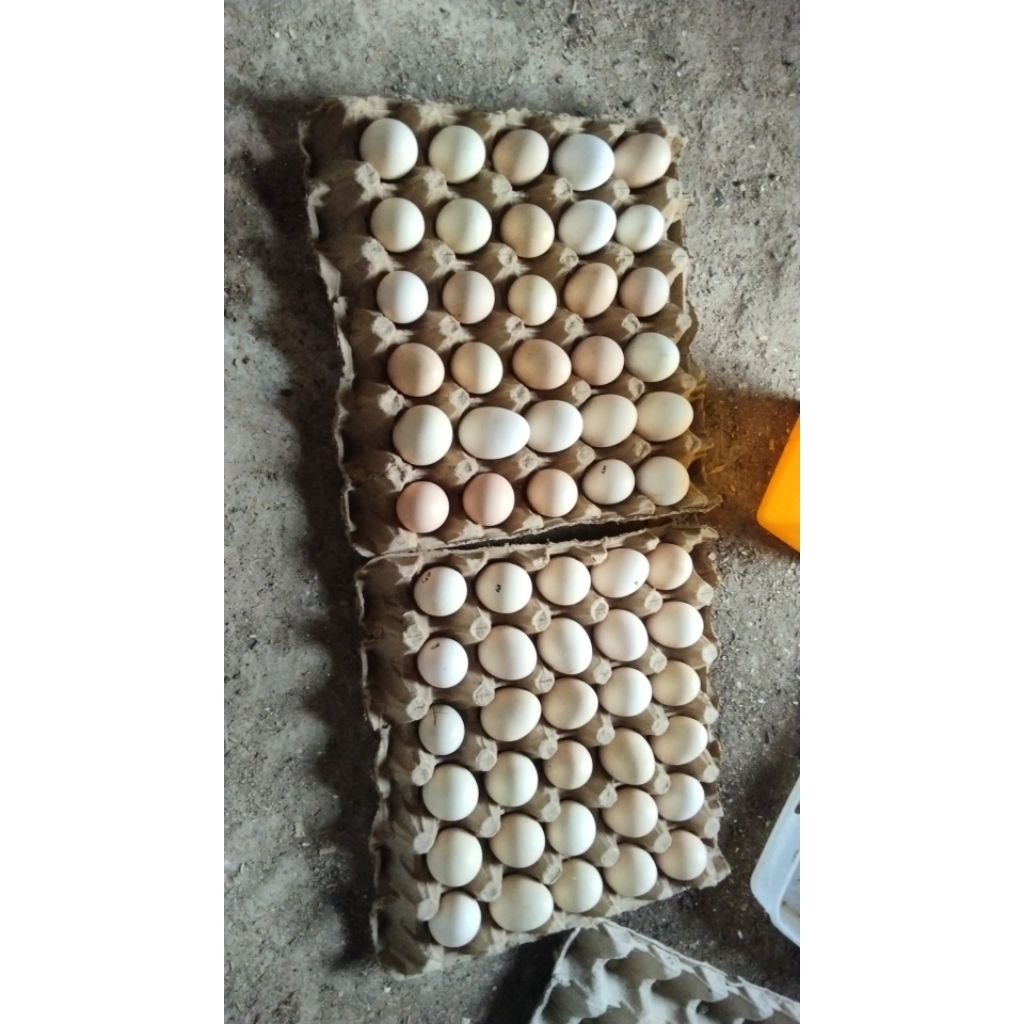 

TELUR.AYAM.ARAB.10butir