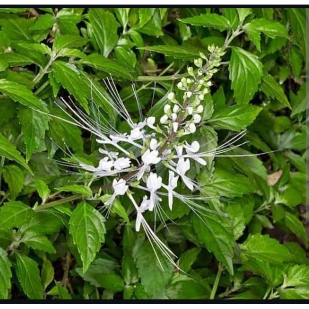 

daun kumis kucing segar 250 gr