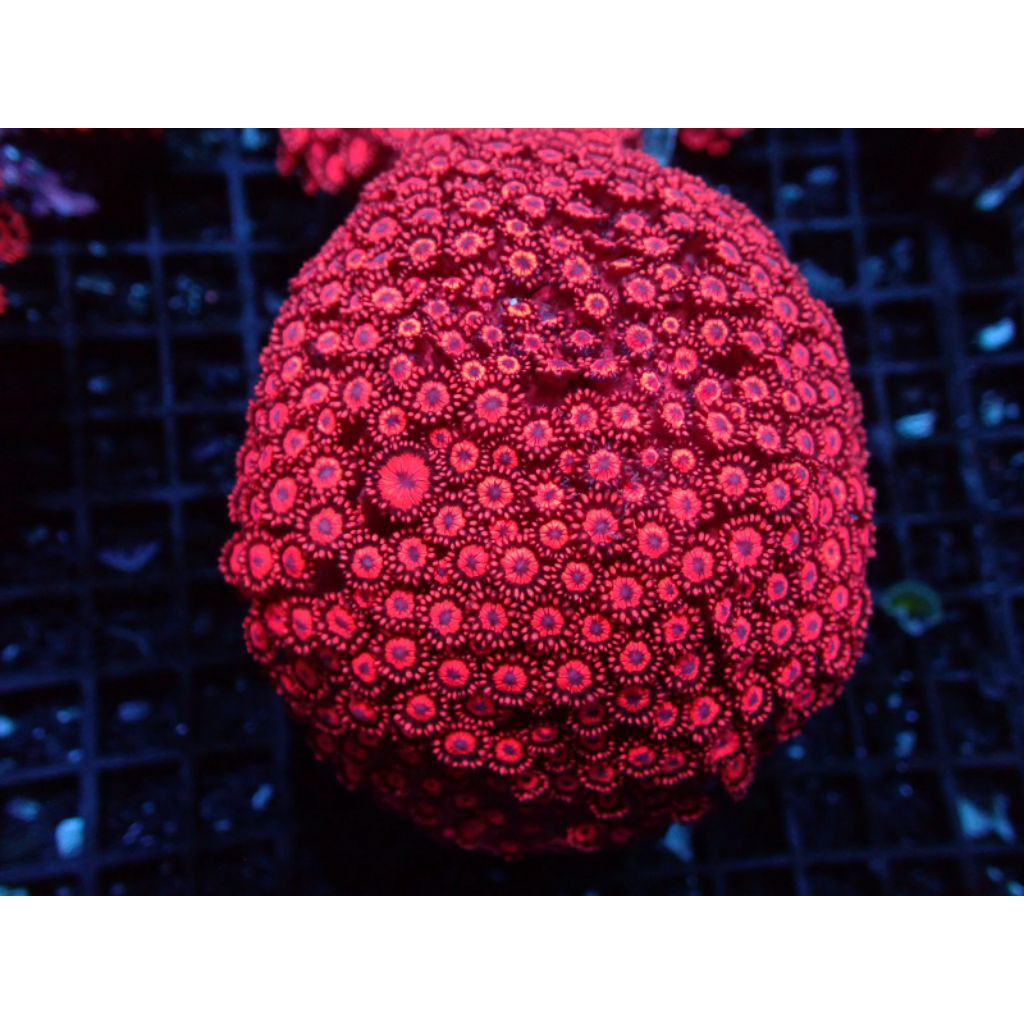 Gonio Merah Metalik Makasar Size XL Reeftank Aquarium Laut