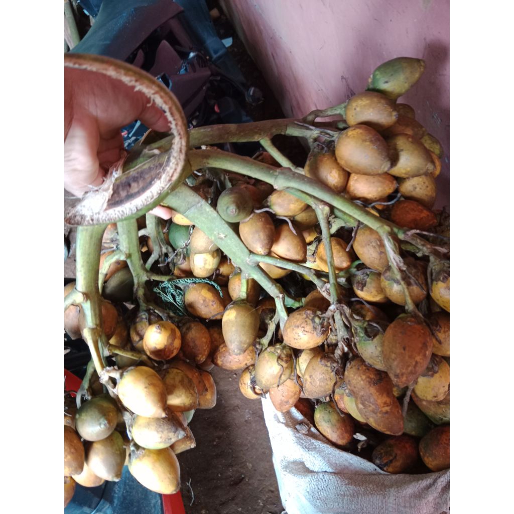

Buah Pinang Tua Asli 1kg Buah Jame Tua Murah! 1kg