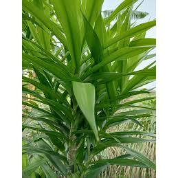 

1kg Daun Suji segar (DRACAENA AGUSTIFOLIA) pewarna makanan dan obat herbal
