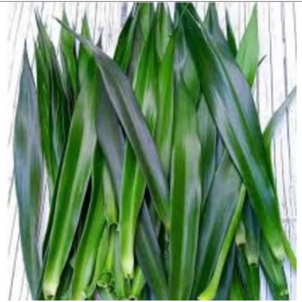 

Daun suji segar/pewarna alami