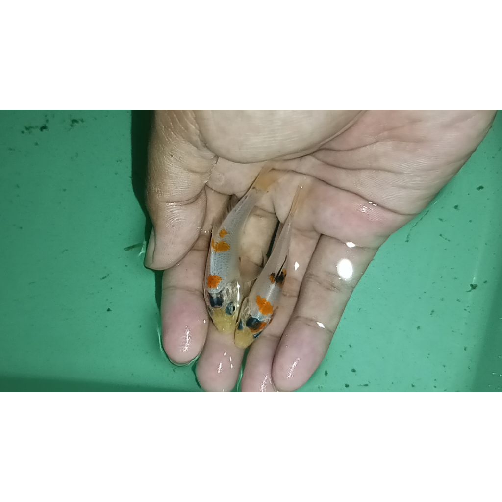 

tanco kohaku 3 step 2 ekor