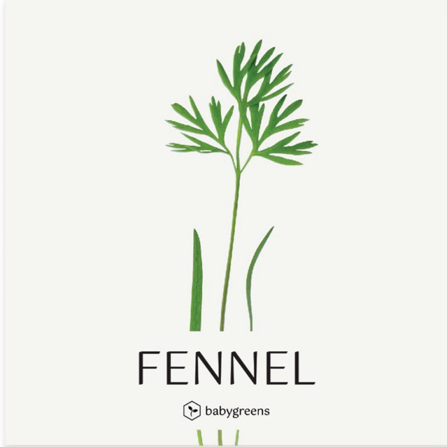 

[BABYGREENS] Fennel Microgreens - 30 gr