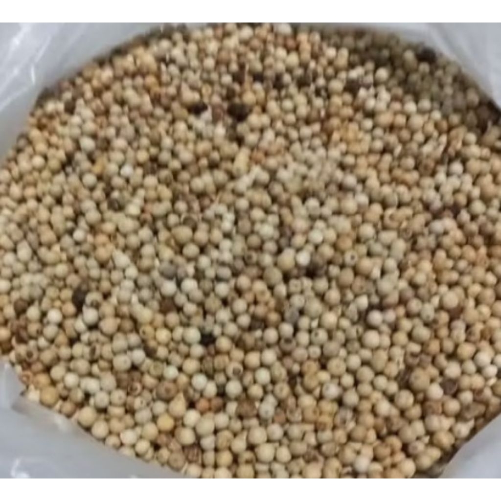 

LADA PEDES PUTIH SUPER .