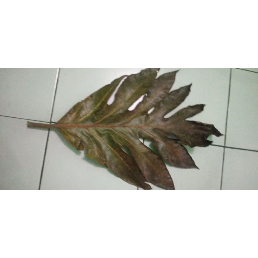 Daun Sukun Kering