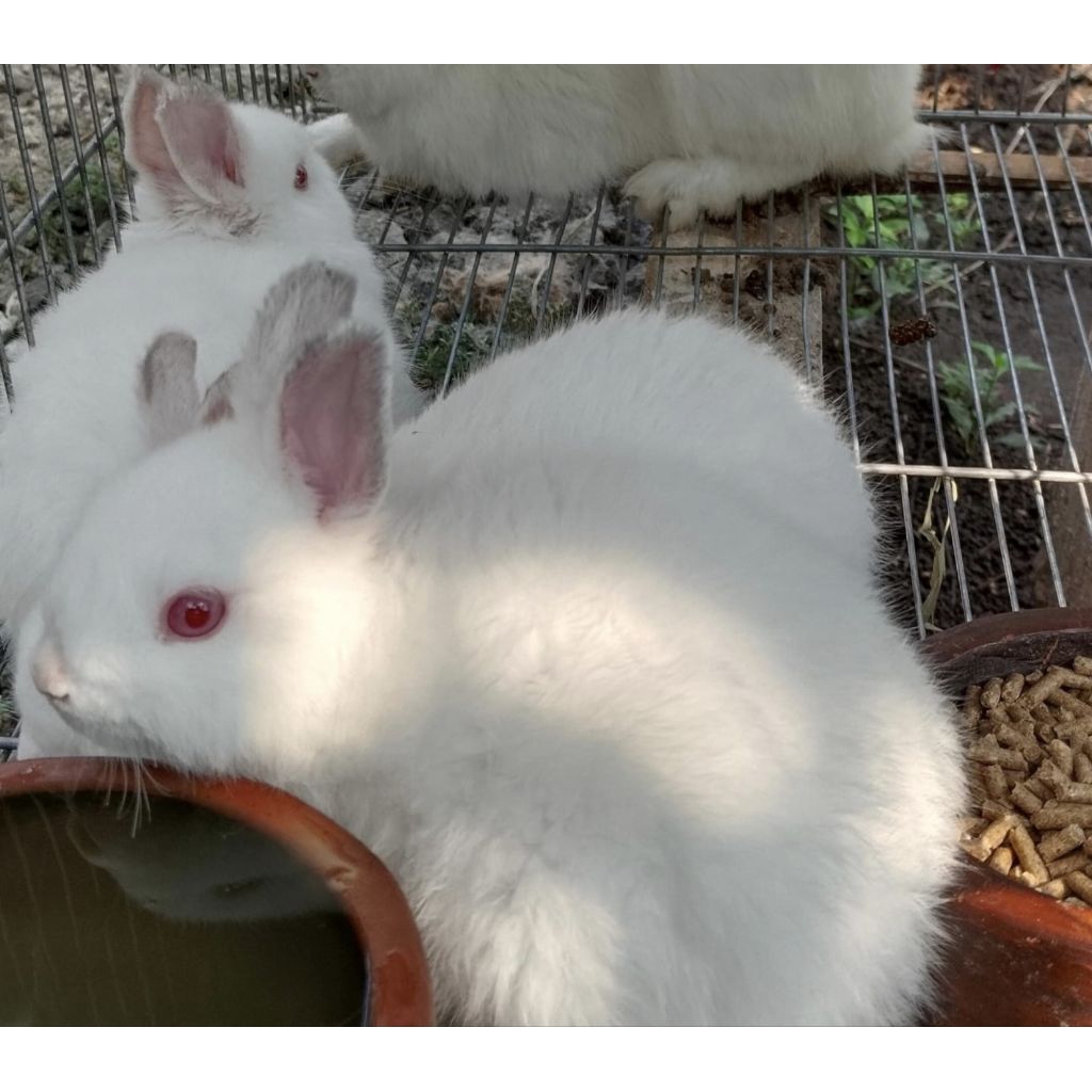 Anak Kelinci Netherland dwarf