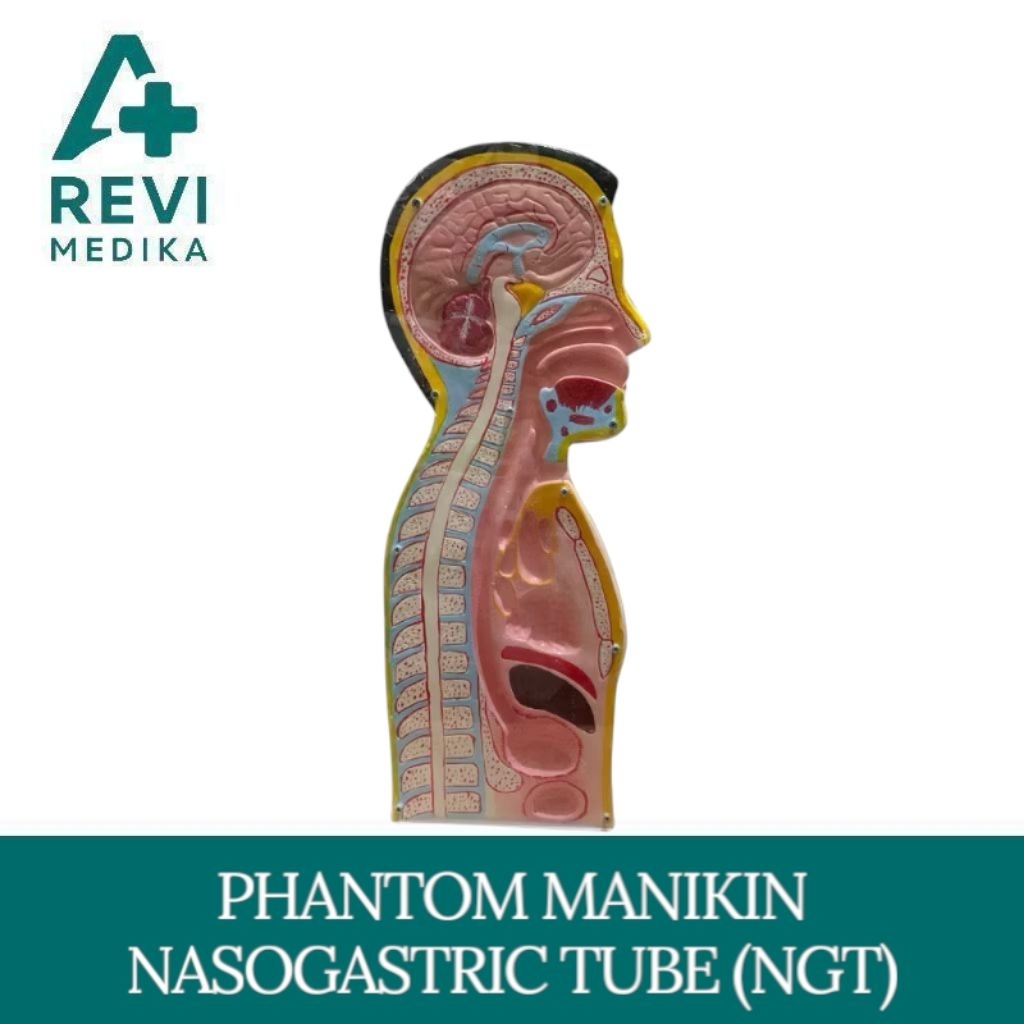 Phantom Manikin Setengah Badan / Phantom Manikin NGT Setengah Badan / Alat Peraga Setengah Badan