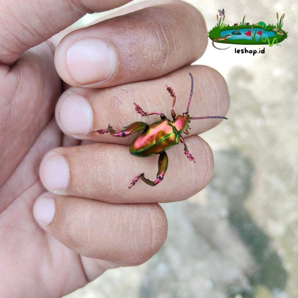 KOLEKSI DOGBANE KUMBANG LOGAM PELANGI