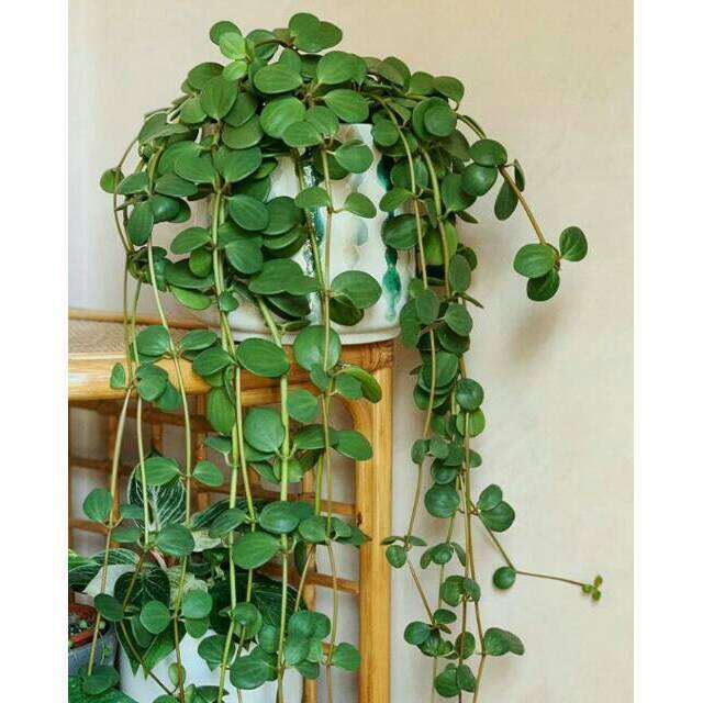 Tanaman Hias Hoya Rimbun