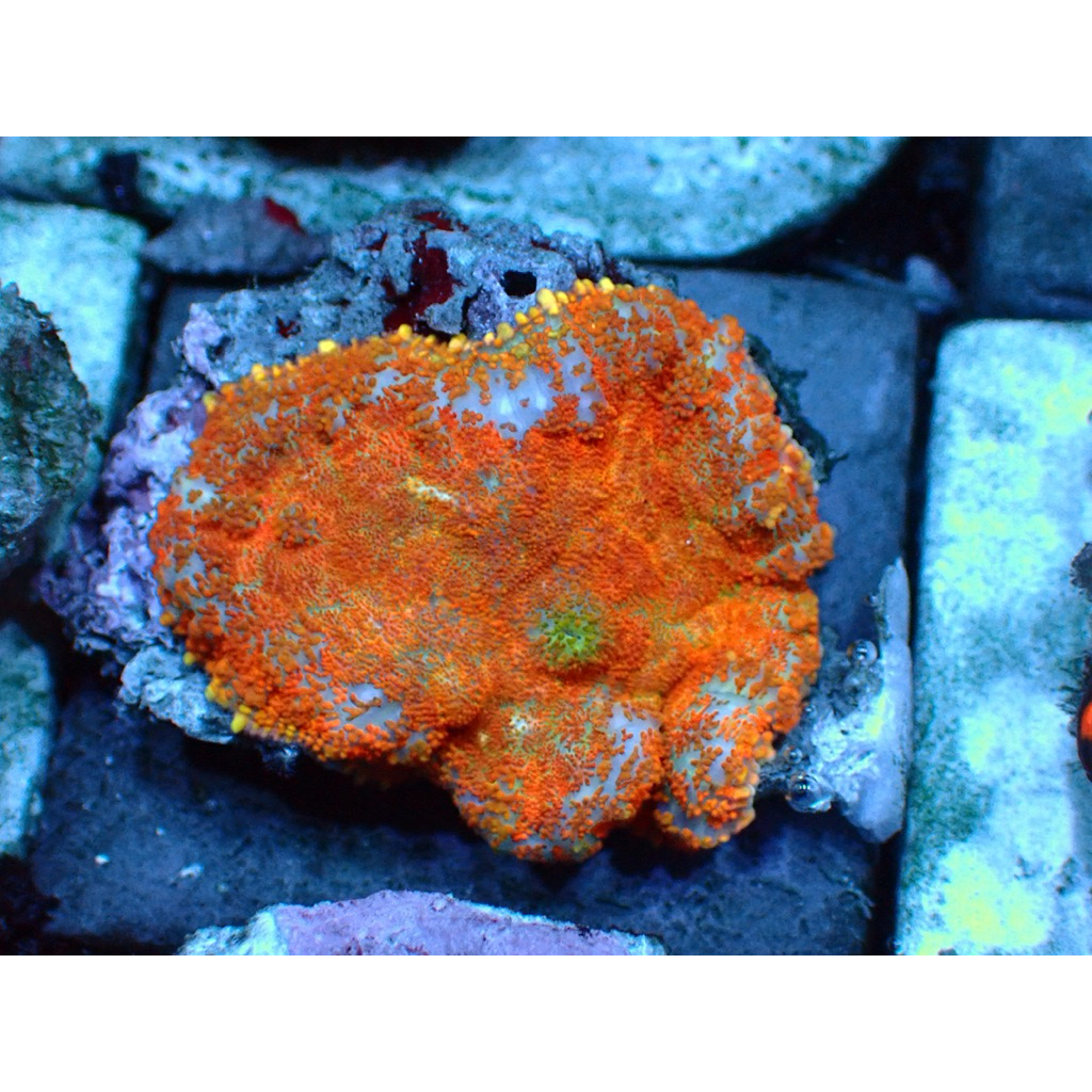 

jamur rodactis oren mushroom coral wysiwyg