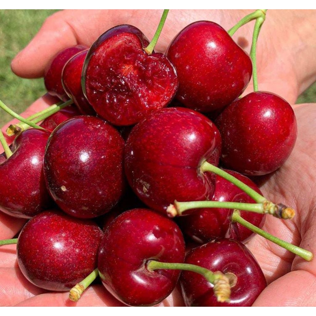 

buah ceri USA /250 gr stok terbatas