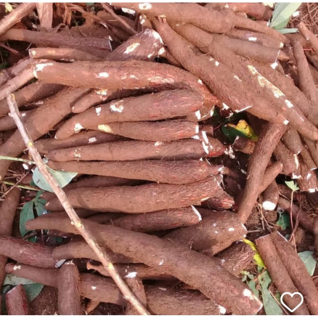 

SINGKONG MENTAH 1 KG MENYOK TERMURAH FRESH ORIGINAL