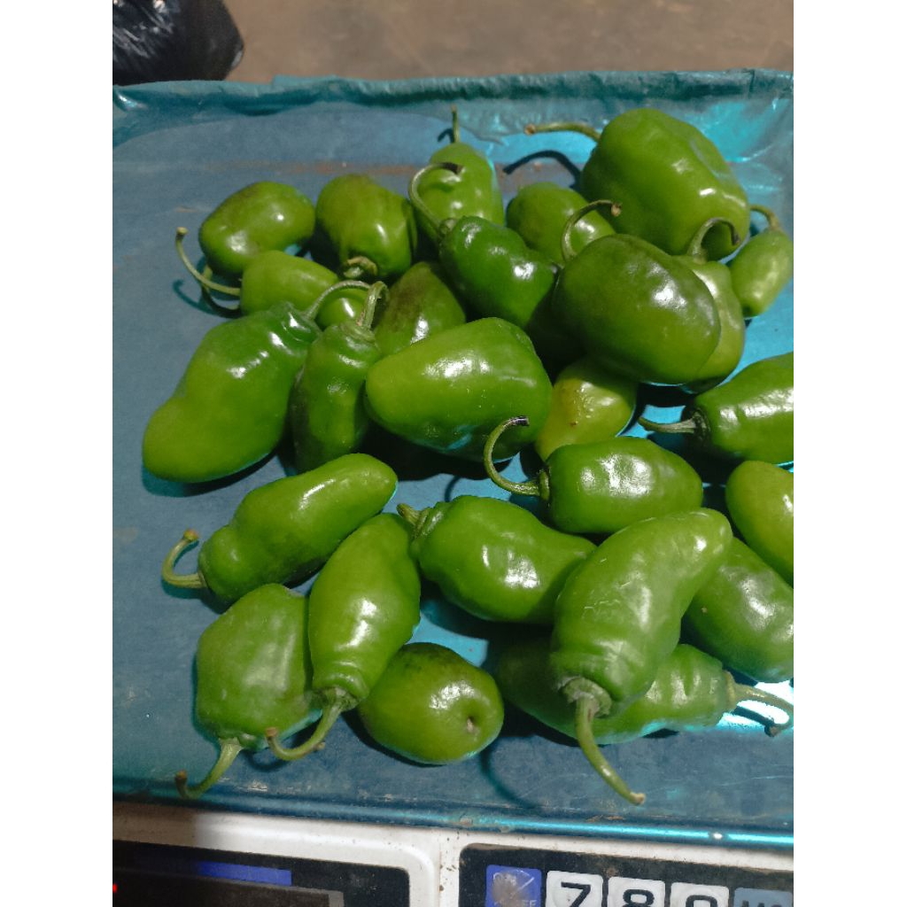 

cabe gendot 500 gram berkah sayur