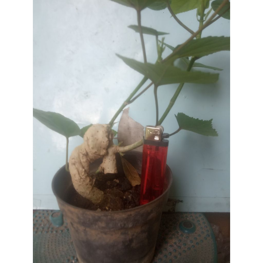 Bahan Bonsai Waru India Mame Extrem02