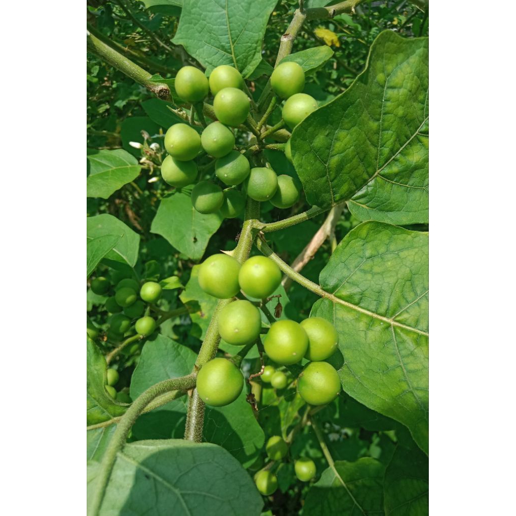 

cepokak hiprida unggulan 500g segar