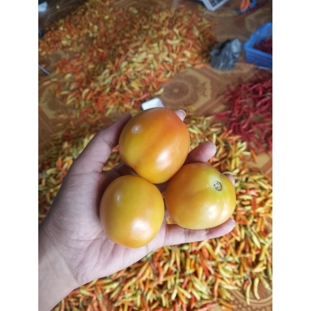 

Tomat Fresh 1kg baru petik langsung petani