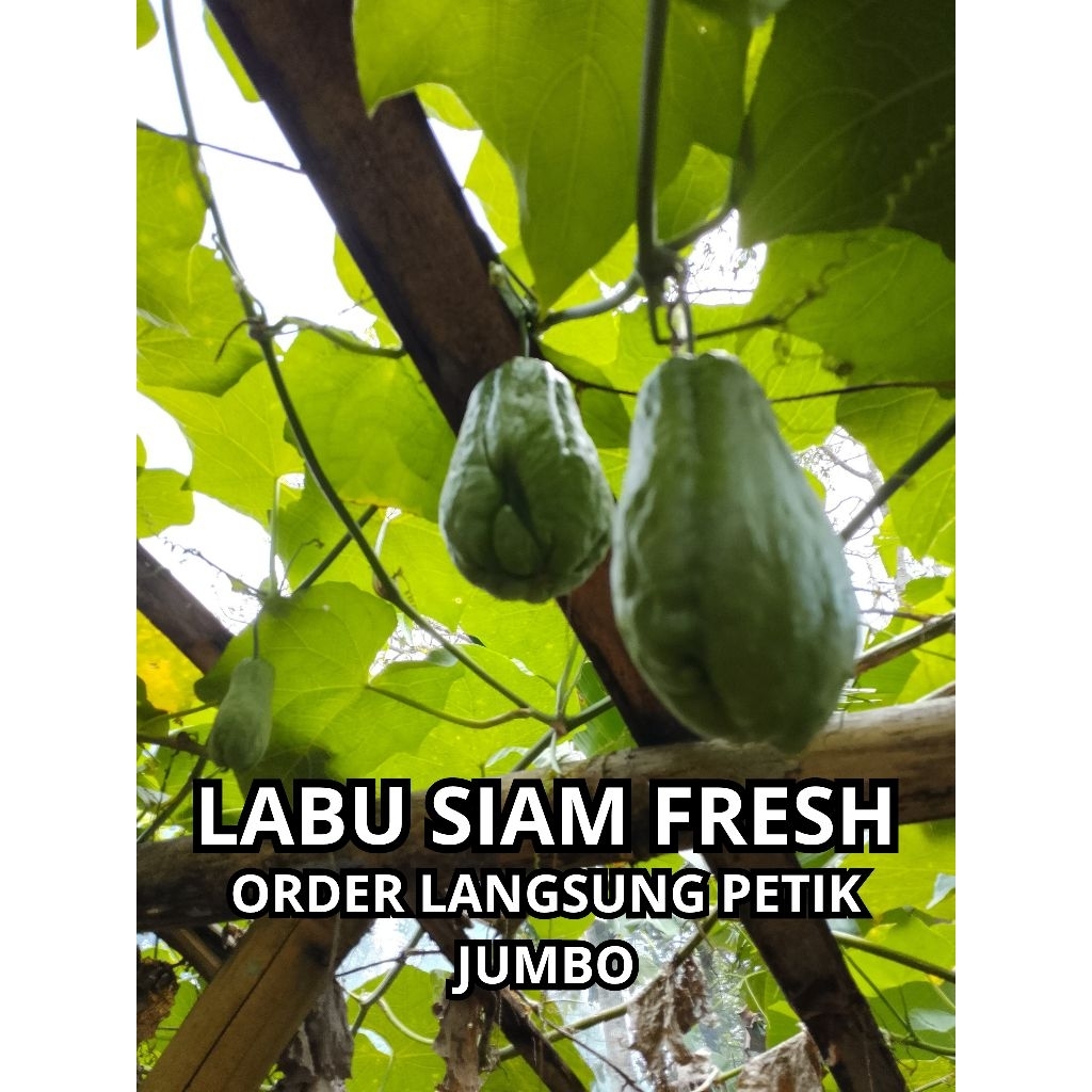 

LABU SIAM