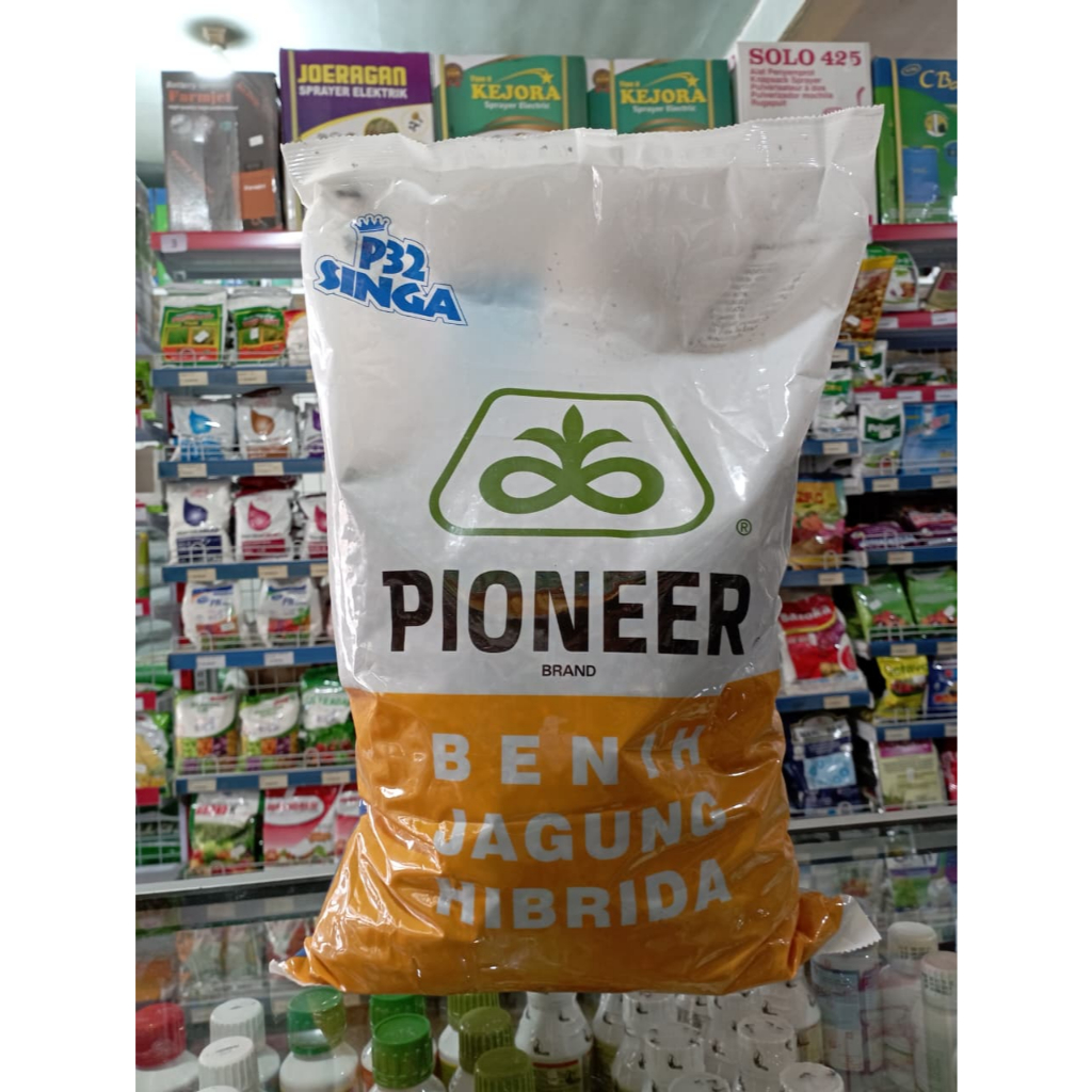 BENIH JAGUNG PIONEER P32 SINGA