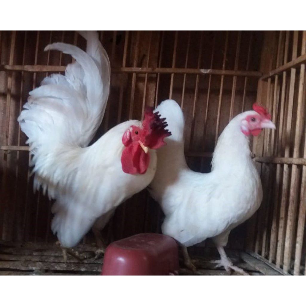 

paket hemat 6 telur ayam Serama putih fertil siap buat ditetaskan