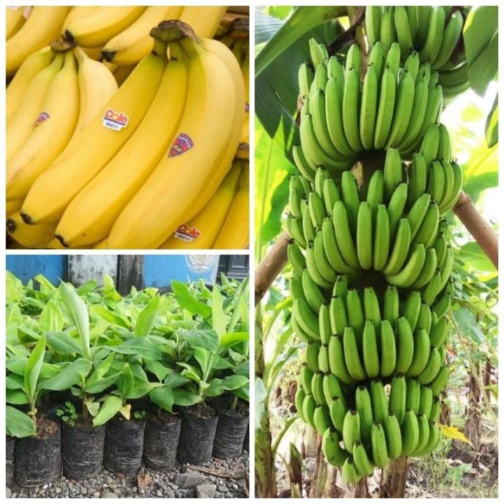 Bibit Buah Pisang Kavendis Cavendish Sunpride / Bibit Pisang Cavendish Sunpride Original