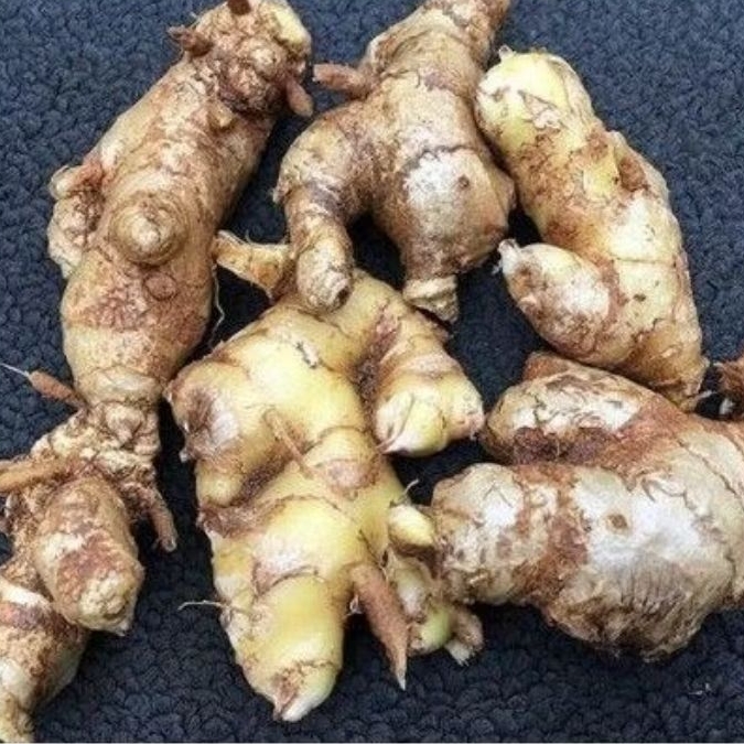 

jual murah obat herbal lempuyang segar berat 1kg