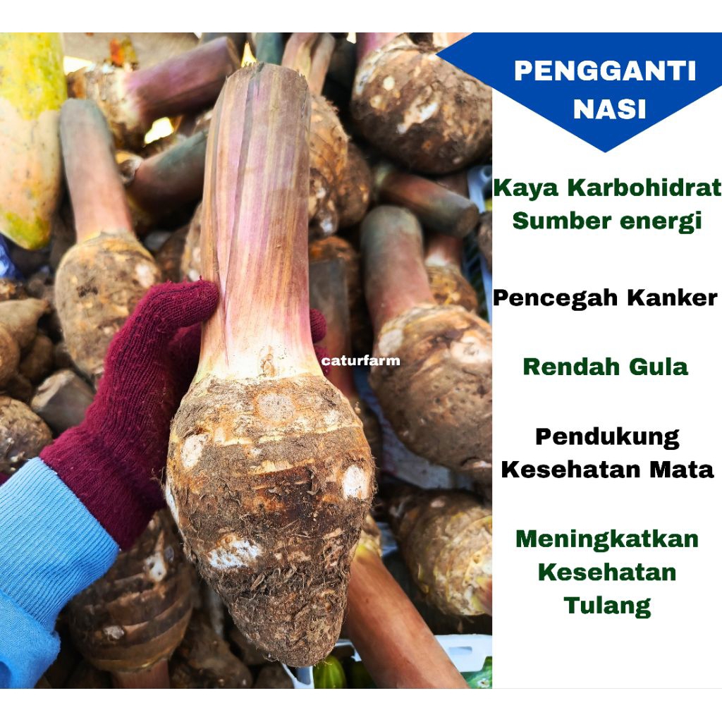

Talas Bogor Segar Spek Supermarket 800g-1Kg